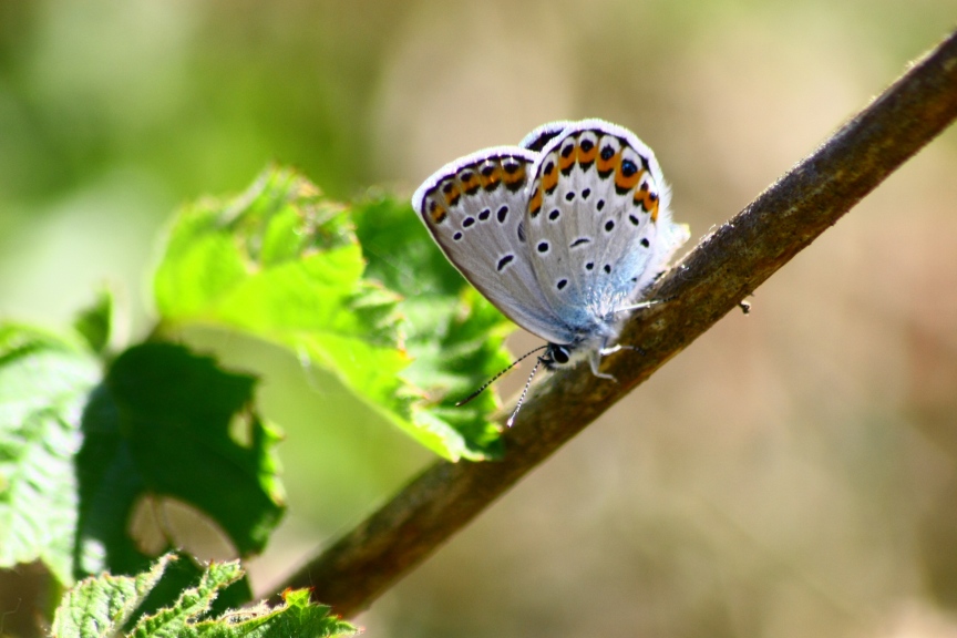 polyommatus icarus?